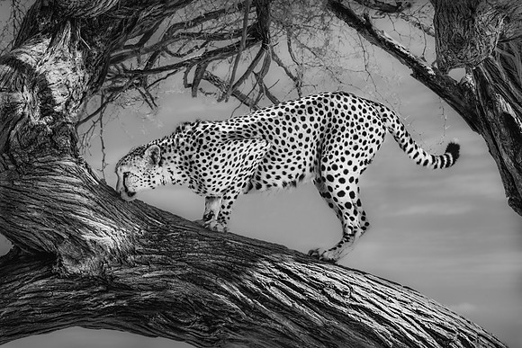 ©MarilynMaxwell2025-5