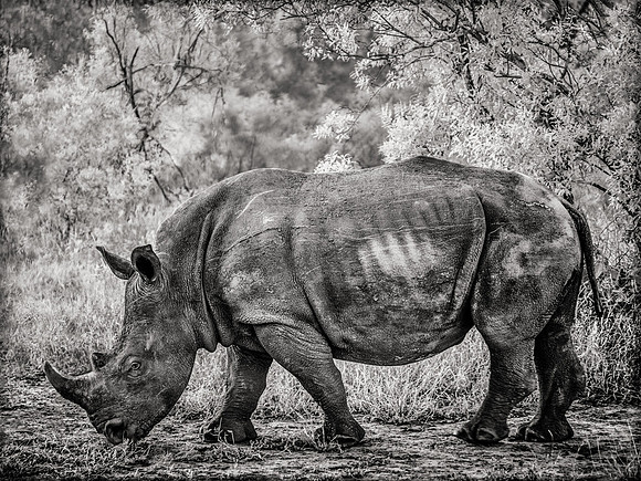 White Rhino