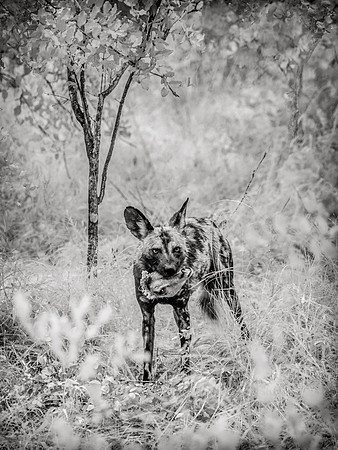 Wild Dog with Trophy