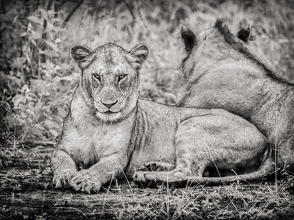 Steely Lioness