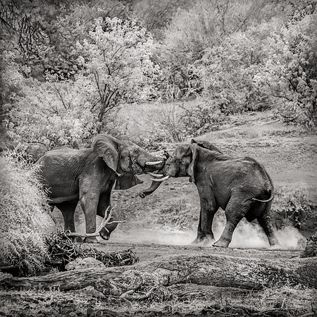 Battle, Botswana, 2020
