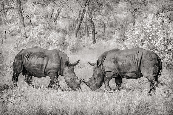 Two Rhinos