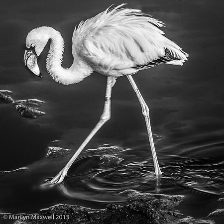 Pink_Flamingo