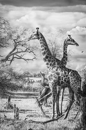 Two Giraffes, Zimbabwe 2023