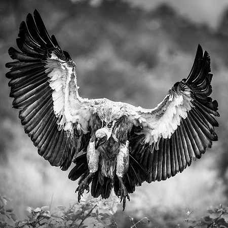 Landing, South Africa 2022