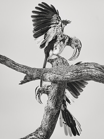 Mating Ritual, Zimbabwe 2024