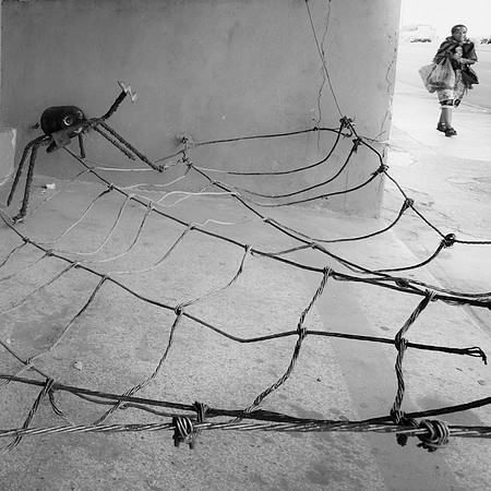 Cuban Spider
