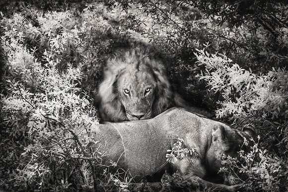 In The Lion's Den, Zimbabwe 2024