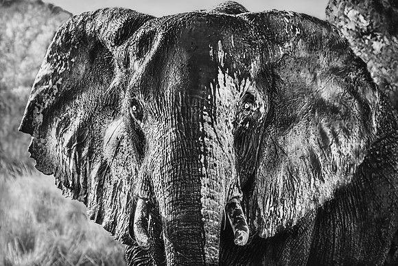 Muddy Terror, Mana Pools, Zimbabwe 2024
