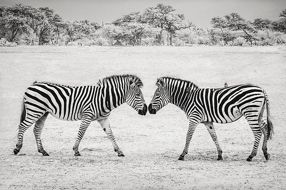 Face to Face, Zimbabwe 2023