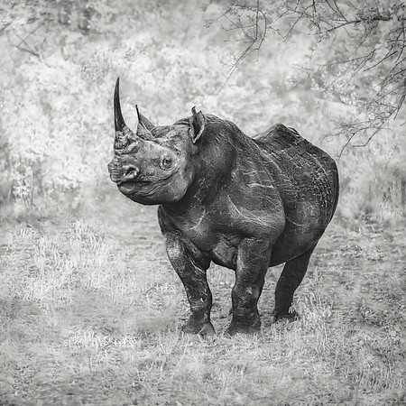 Bold and Endangered, Zimbabwe 2024