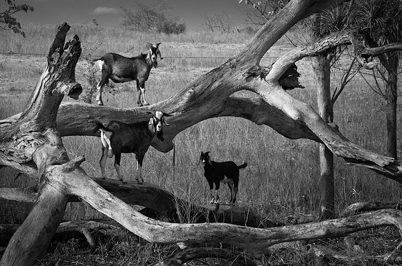 Goats in Tree