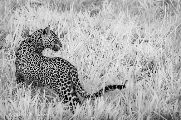 Twilight Leopard