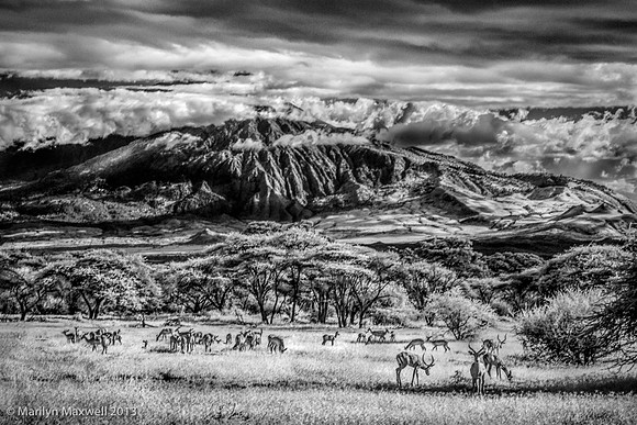 Marilyn_Maxwell_10_Valley_Stripped_of__Predators_Retouched