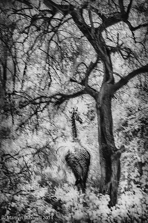 Forrest_Giraffe