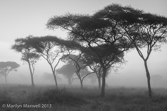 Acacia in Morning