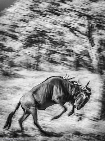Wilderbeest