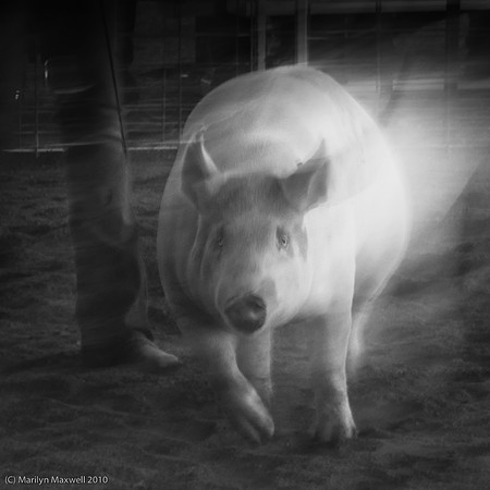 Prize-Seeking Pig