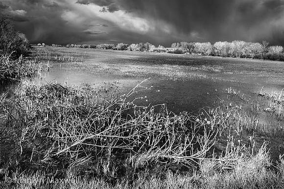 Wetlands