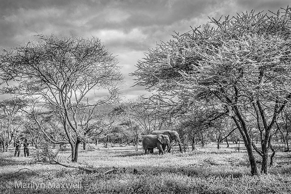 Two Elephants, Two Guards