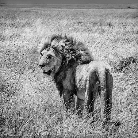Serengeti_Warrior