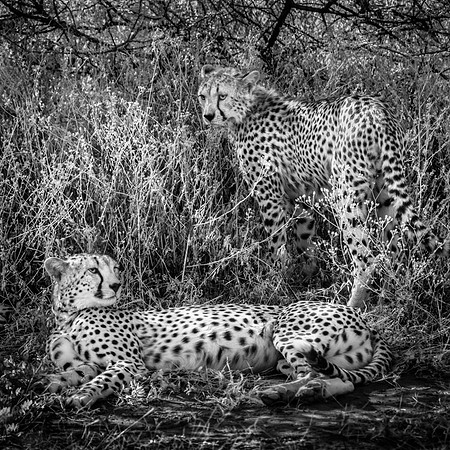 Rare Cheetahs