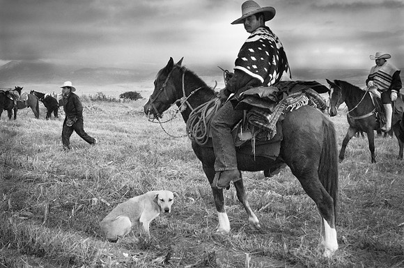 Caballero With Yellow Dog