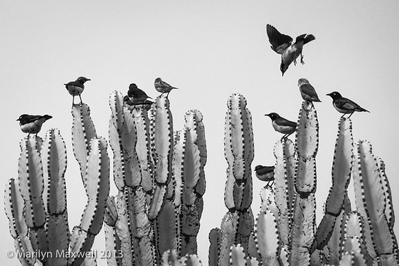 Birds on Euphorbia