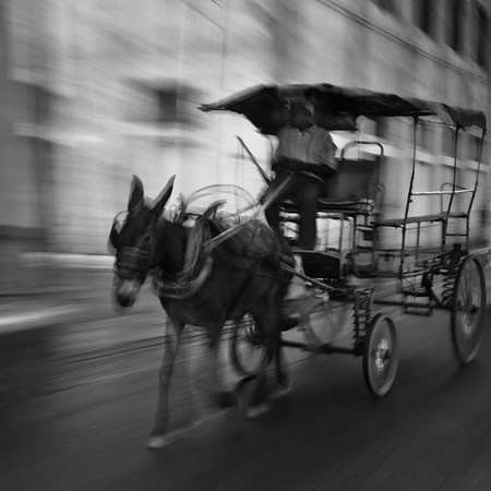 Mule