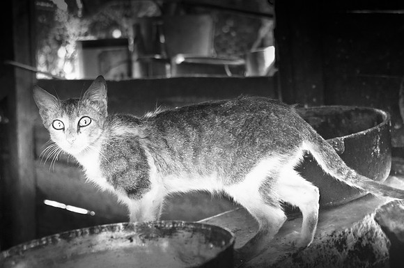 Wary Farm Cat
